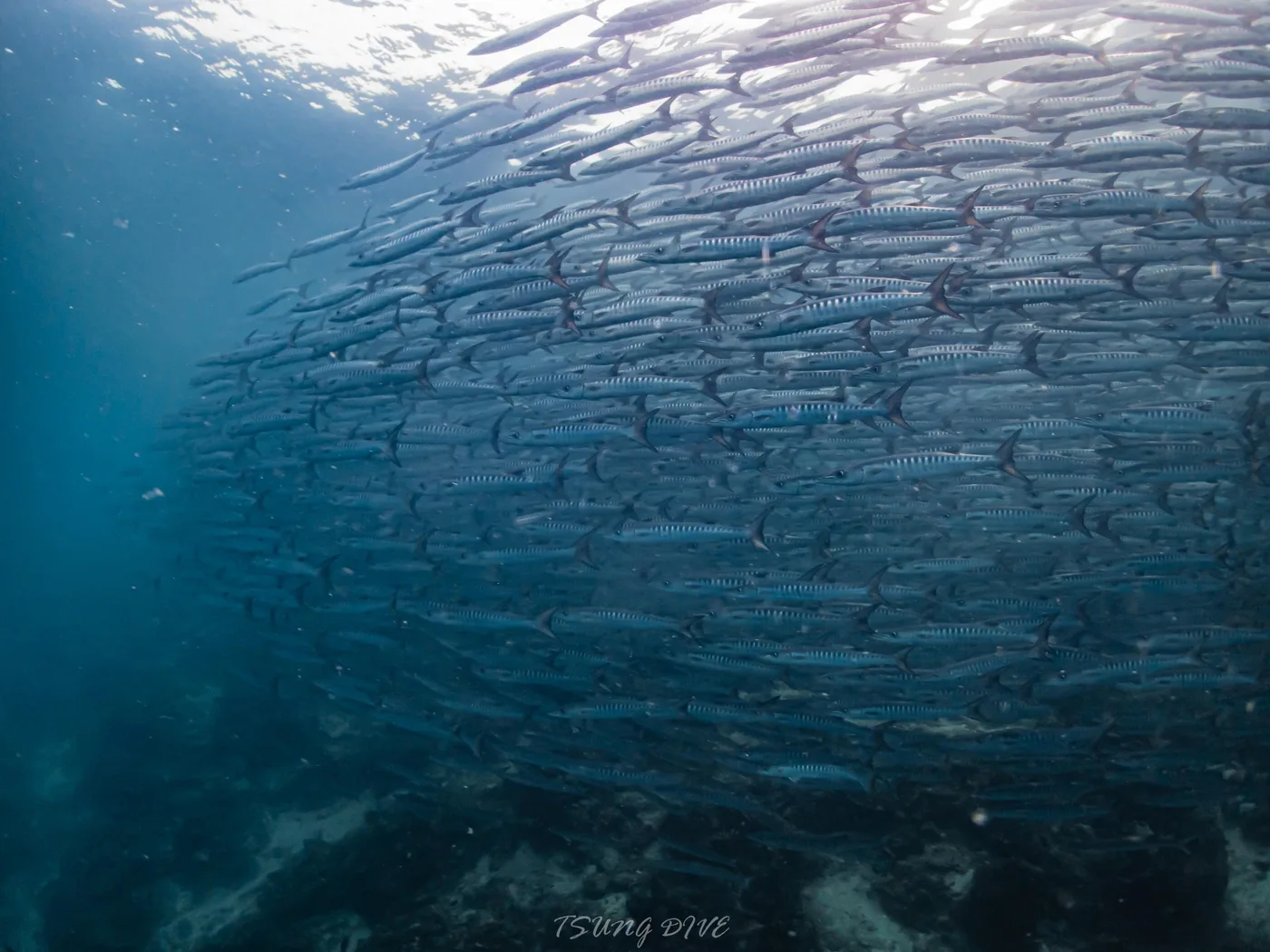 海中的魚群