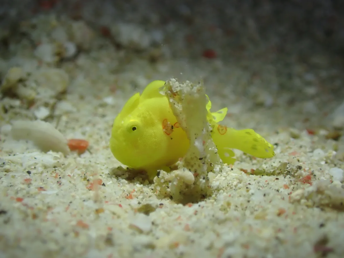 黃色躄魚
